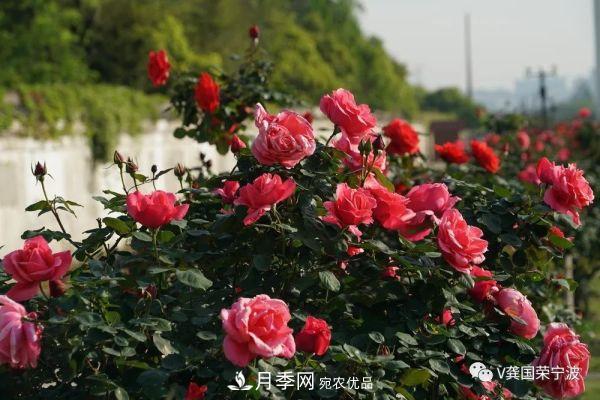 浙江寧波綠化“月季樹(shù)”千花盛放、爭奇斗艷甬城(圖17)