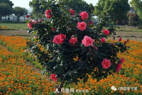 浙江寧波綠化“月季樹(shù)”千花盛放、爭奇斗艷甬城(圖16)