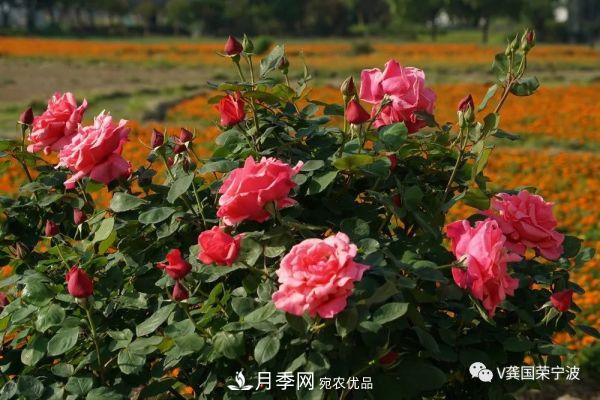 浙江寧波綠化“月季樹(shù)”千花盛放、爭奇斗艷甬城(圖21)