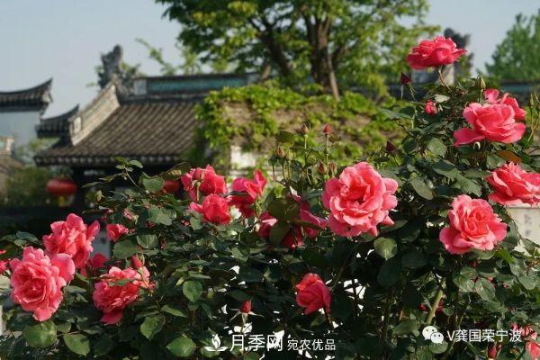 浙江寧波綠化“月季樹(shù)”千花盛放、爭奇斗艷甬城(圖19)