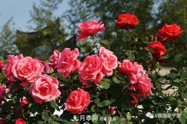 浙江寧波綠化“月季樹(shù)”千花盛放、爭奇斗艷甬城(圖20)