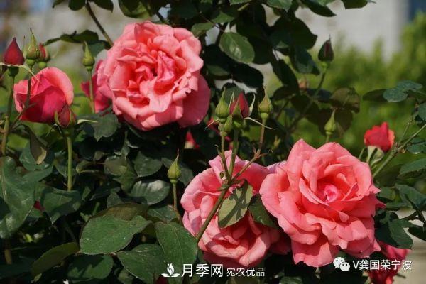 浙江寧波綠化“月季樹(shù)”千花盛放、爭奇斗艷甬城(圖22)