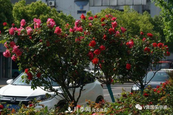 浙江寧波綠化“月季樹(shù)”千花盛放、爭奇斗艷甬城(圖23)
