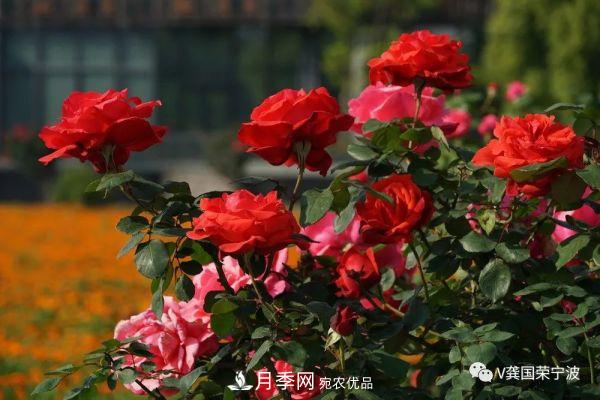 浙江寧波綠化“月季樹(shù)”千花盛放、爭奇斗艷甬城(圖24)