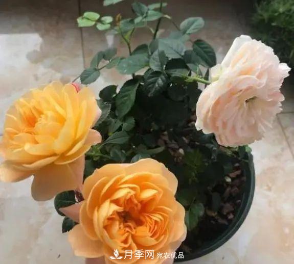 月季滿(mǎn)樹(shù)花苞該不該剪掉？認清“2點(diǎn)”，開(kāi)花又大又漂亮(圖1)