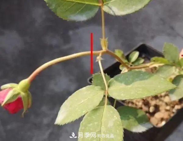 月季滿(mǎn)樹(shù)花苞該不該剪掉？認清“2點(diǎn)”，開(kāi)花又大又漂亮(圖3)