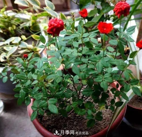 月季滿(mǎn)樹(shù)花苞該不該剪掉？認清“2點(diǎn)”，開(kāi)花又大又漂亮(圖5)