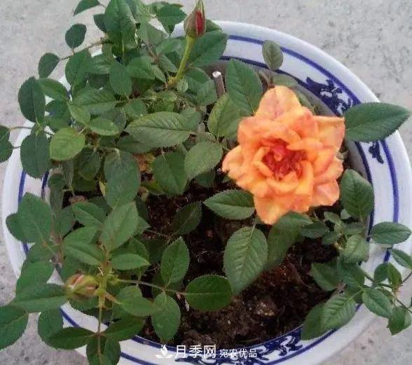 月季滿(mǎn)樹(shù)花苞該不該剪掉？認清“2點(diǎn)”，開(kāi)花又大又漂亮(圖4)
