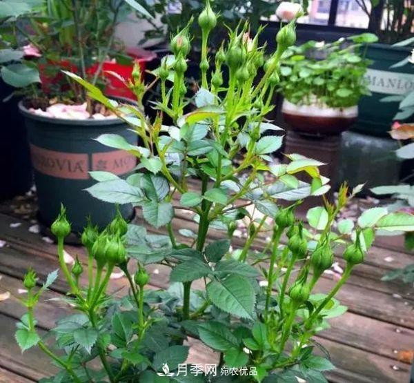 月季滿(mǎn)樹(shù)花苞該不該剪掉？認清“2點(diǎn)”，開(kāi)花又大又漂亮(圖6)
