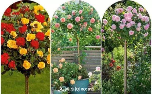 南陽(yáng)月季嫁接樹(shù)干上，花量暴增，長(cháng)成&quot;月季樹(shù)&quot;(圖3)