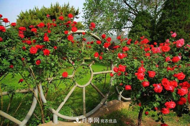 誰(shuí)為城市園林綠化增添色彩，美麗的月季樹(shù)(圖1)