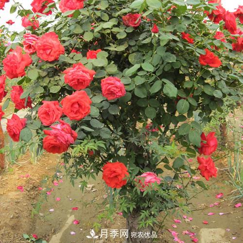 紅龍月季業(yè)可以培育月季樹(shù)(圖2)