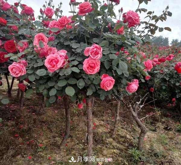 紅龍月季業(yè)可以培育月季樹(shù)(圖3)