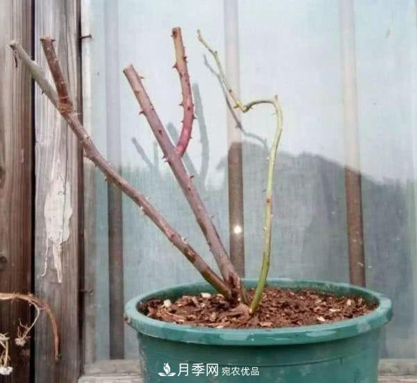 月季撐根桿秒變“月季樹(shù)”，陽(yáng)光曬一曬，開(kāi)成棒棒球！(圖1)
