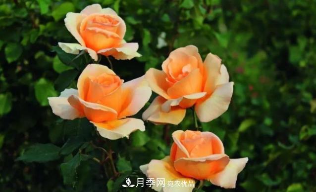 別養普通月季花了，看這3種變色月季，好看又好養活(圖1)