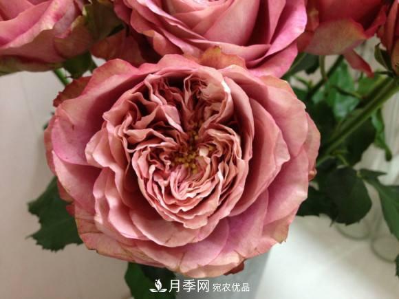別養普通月季花了，看這3種變色月季，好看又好養活(圖2)