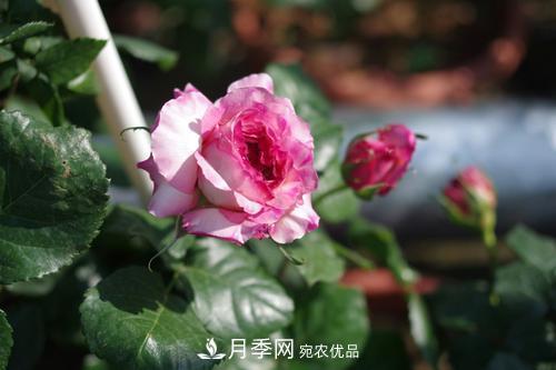 別養普通月季花了，看這3種變色月季，好看又好養活(圖3)