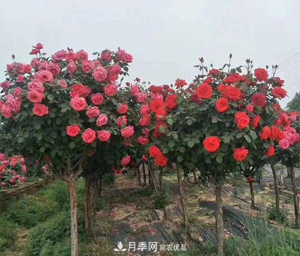 怎樣掌握好樹(shù)狀月季的園林養護管理工作？(圖1)