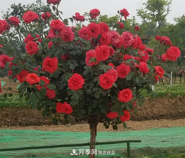 土質(zhì)對于樹(shù)狀月季的生長(cháng)到底有多大影響？(圖1)