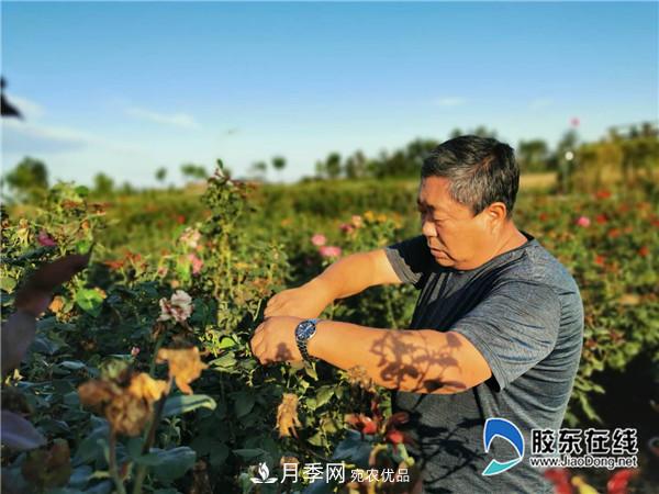月季很美，兵支書(shū)很贊，山東萊州任尚泉走出***美致富路(圖1)