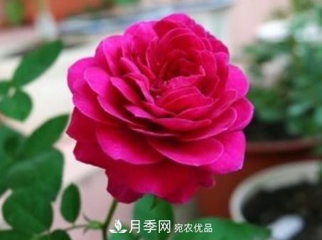 3種“***香月季花”，個(gè)個(gè)香氣四溢，驚艷四座，年年開(kāi)花(圖2)