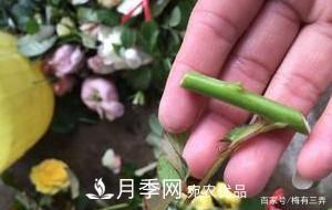 月季扦插專(zhuān)業(yè)知識，讓你少走彎路（圖文版）(圖8)