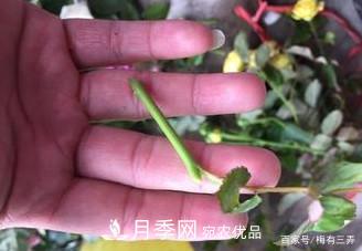 月季扦插專(zhuān)業(yè)知識，讓你少走彎路（圖文版）(圖12)