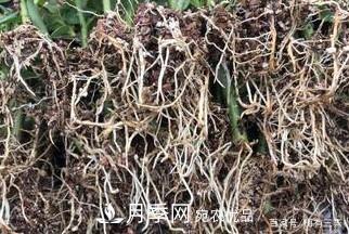 月季扦插專(zhuān)業(yè)知識，讓你少走彎路（圖文版）(圖15)