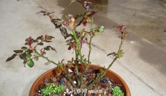 月季花什么時(shí)候修剪？選對“時(shí)間”，才能花開(kāi)爆，一直開(kāi)花(圖4)