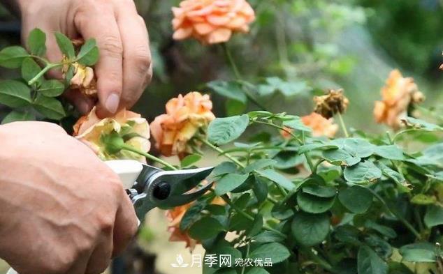 月季花什么時(shí)候修剪？選對“時(shí)間”，才能花開(kāi)爆，一直開(kāi)花(圖1)