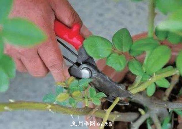 月季花什么時(shí)候修剪？選對“時(shí)間”，才能花開(kāi)爆，一直開(kāi)花(圖2)