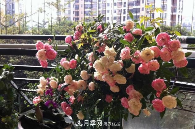 月季花什么時(shí)候修剪？選對“時(shí)間”，才能花開(kāi)爆，一直開(kāi)花(圖3)