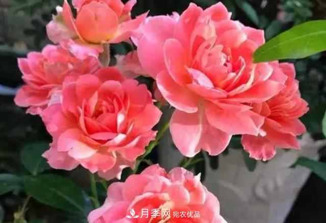 月季花什么時(shí)候修剪？選對“時(shí)間”，才能花開(kāi)爆，一直開(kāi)花(圖5)