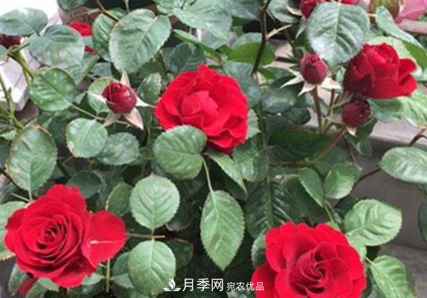 新手養月季須知的“四大點(diǎn)”，熟練掌握，才能輕松養爆盆(圖1)