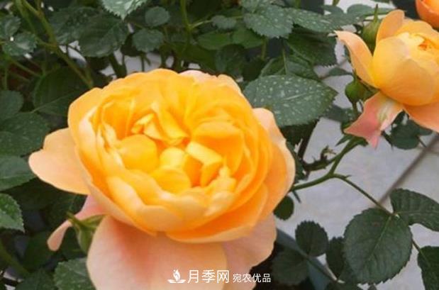 新手養月季須知的“四大點(diǎn)”，熟練掌握，才能輕松養爆盆(圖3)