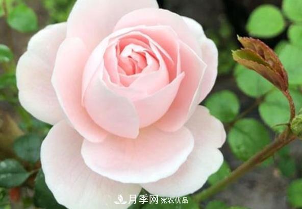 新手養月季須知的“四大點(diǎn)”，熟練掌握，才能輕松養爆盆(圖2)