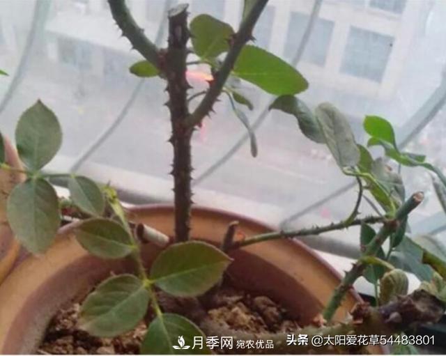 如何避免月季一換盆土就死呢？(圖3)