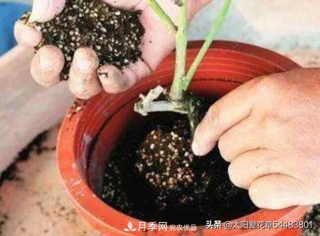 如何避免月季一換盆土就死呢？(圖6)