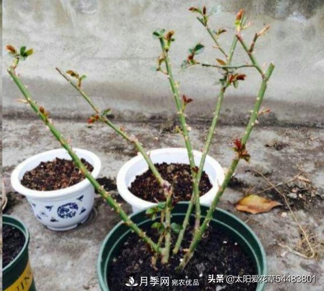如何避免月季一換盆土就死呢？(圖5)