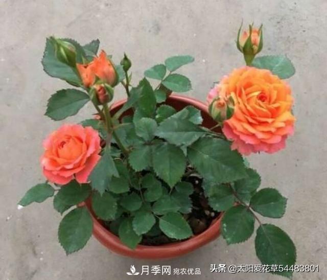 如何避免月季一換盆土就死呢？(圖8)