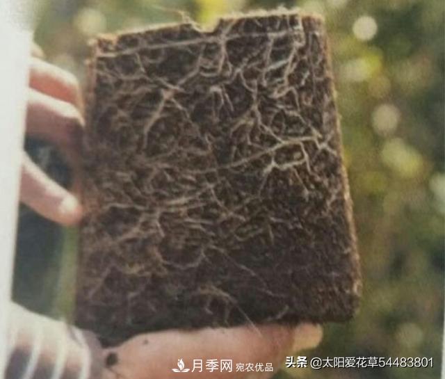 如何避免月季一換盆土就死呢？(圖4)