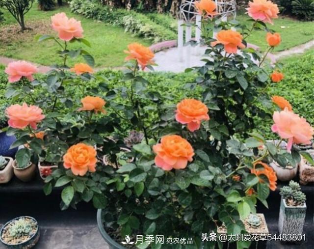 如何避免月季一換盆土就死呢？(圖2)