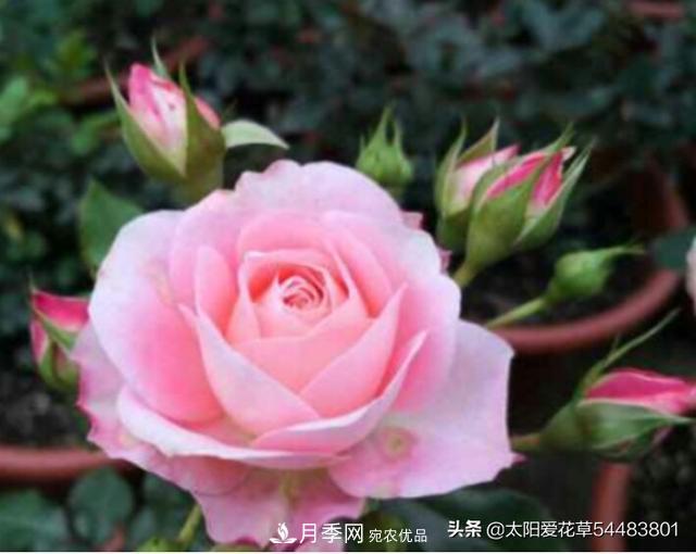 如何避免月季一換盆土就死呢？(圖1)