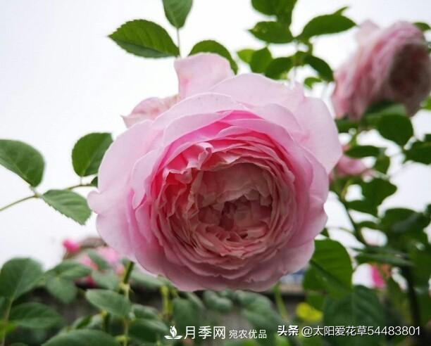如何避免月季一換盆土就死呢？(圖7)