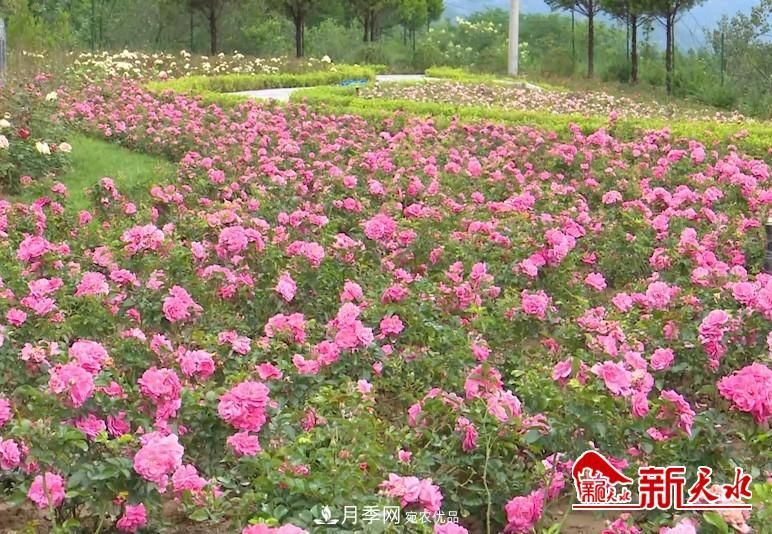 甘肅天水秦州：新增打卡地 北山月季生態(tài)園邀你來(lái)賞花(圖2)