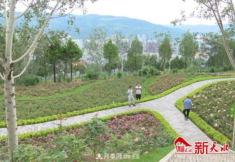 甘肅天水秦州：新增打卡地 北山月季生態(tài)園邀你來(lái)賞花(圖1)