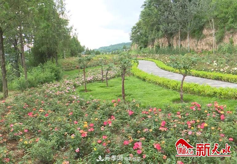 甘肅天水秦州：新增打卡地 北山月季生態(tài)園邀你來(lái)賞花(圖3)