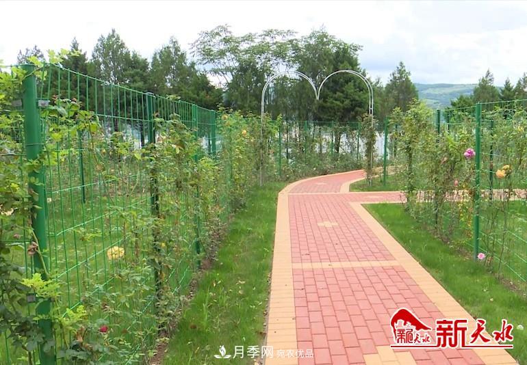 甘肅天水秦州：新增打卡地 北山月季生態(tài)園邀你來(lái)賞花(圖4)