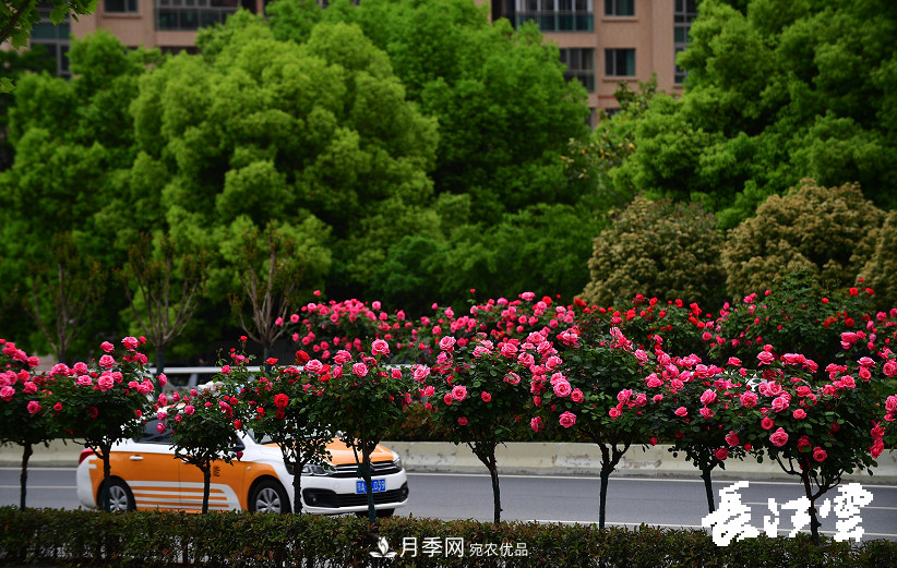 百萬(wàn)月季集中綻放 “5朵金花”將齊放國慶 扮靚江城武漢(圖2)