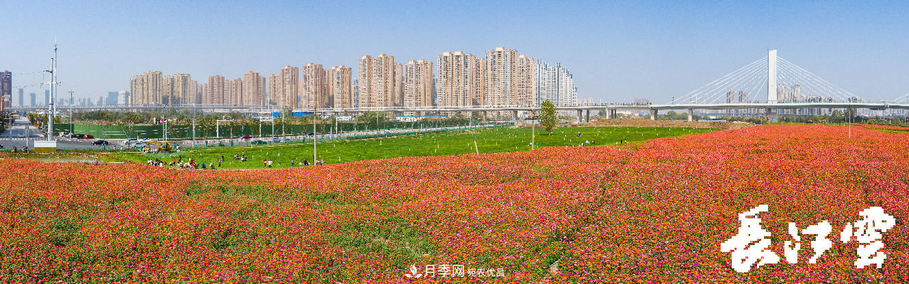 百萬(wàn)月季集中綻放 “5朵金花”將齊放國慶 扮靚江城武漢(圖4)